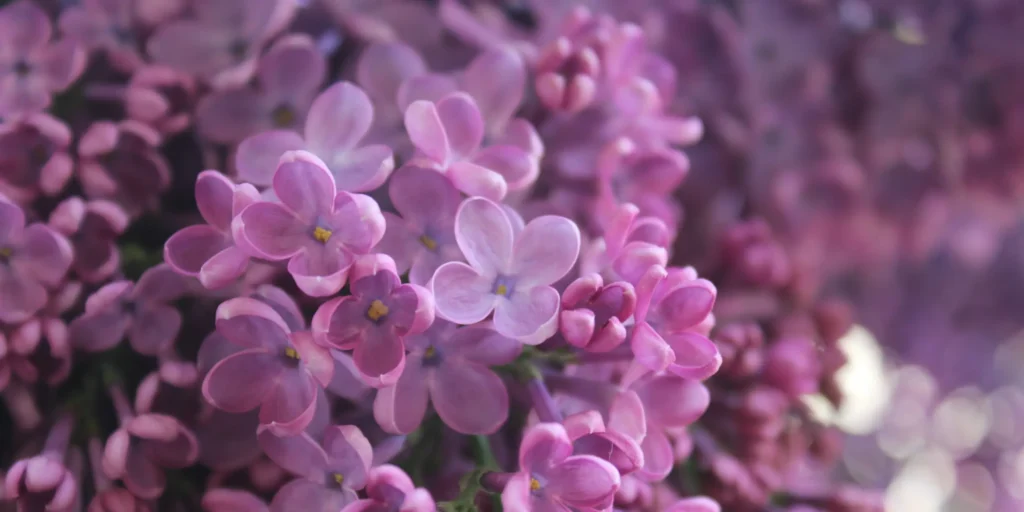 A close-up view of vibrant purple flowers blooming on a tree branch, showcasing their delicate petals and lush greenery.